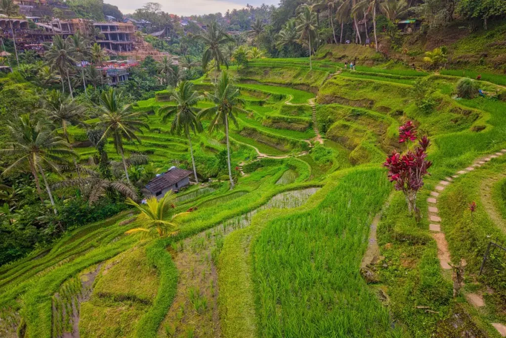 Tegalalang Rice Terrace in Ubud Bali